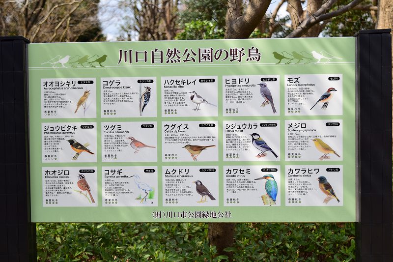 川口自然公園　野鳥観察の看板