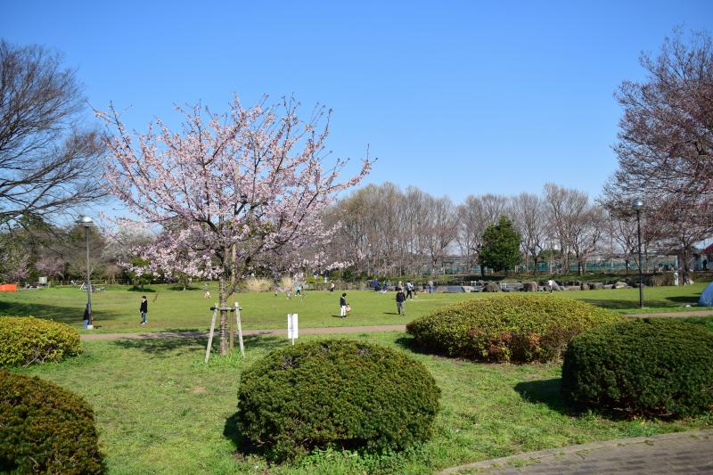 見沼氷川公園　桜
