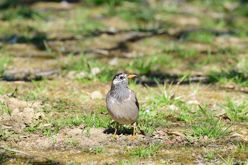 ツグミ シロハラ アカハラ ムクドリの撮影。冬の埼玉県越谷市の公園にいる野鳥たち | コシタツ.com
